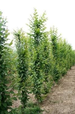 Carpinus betulus 'Frans fontaine', 10/12 pot, Zuilhaagbeuk