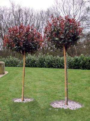 Photinia fraseri 'Red Robin', stam 200cm pot, Glansmispel