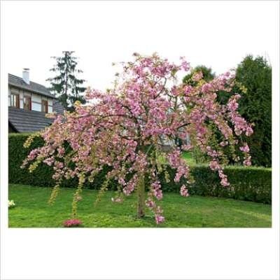 Prunus serrulata 'Kiku-shidare-zakura', stam 200cm pot, Japanse sierkers