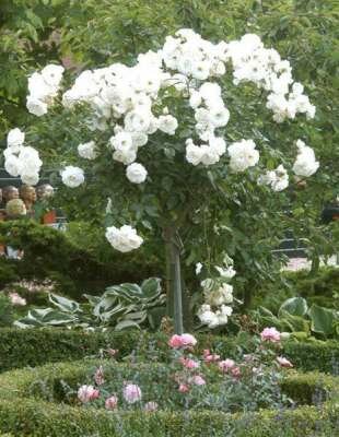 Rosa 'Snow Princess', stam 90cm pot, Stamrozen