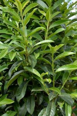 Prunus Laur. 'Genolia', 100-125 Kluit, Laurierkers