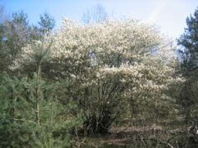 Amelanchier lamarckii, 175-200 Kluit, Krentenboompje