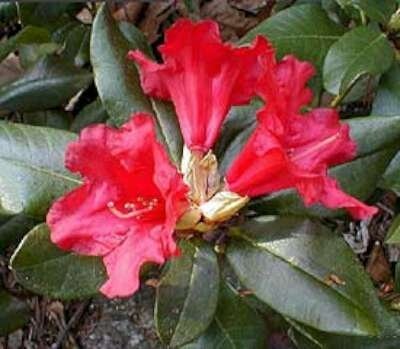 Rhododendron 'Baden- Baden',25-30 3L, Dwerg Rhododendron