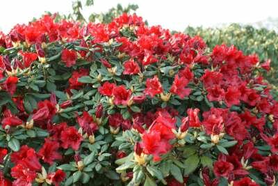 Rhododendron 'Scarlet Wonder', 30-40 4L