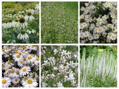 Borderpakket "Bright and White" voor 3m2 - P9 Pot (9x9cm)