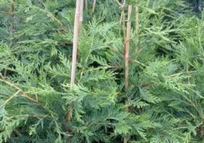 Cupressocyparis leylandi, 80-100 5L, Leylandcypres