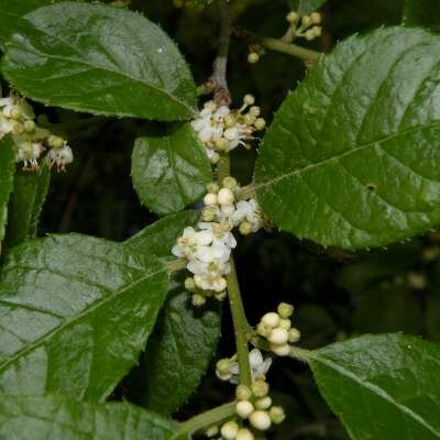 Ilex verticillata mannelijk, 60-80 Kluit, Hulst