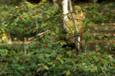 Ilex verticillata vrouwelijk, 60-80 Kluit, Hulst