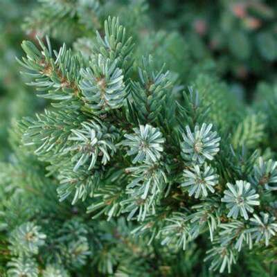 Picea omomorika 'Nana', 30-40 5L, Servische spar
