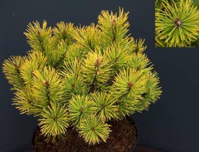 Pinus mugo 'Golden Glow', 10-20 3L