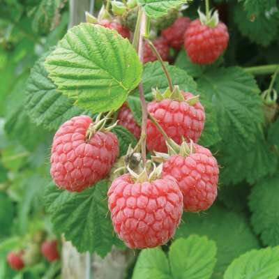 Rubus idaeus 'Malling Promise', 2L Framboos
