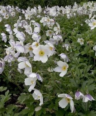 Anemone hybr. 'Wild Swan', Anemoon