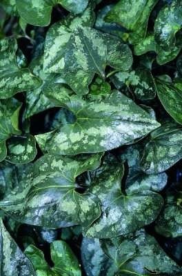 Asarum splendens, mansoor