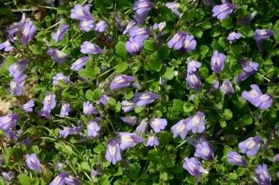 Mazus reptans, Mazus
