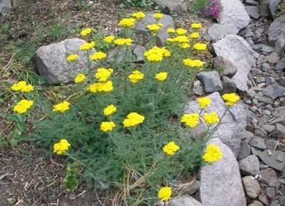 Achillea tomentosa aurea,Duizendblad