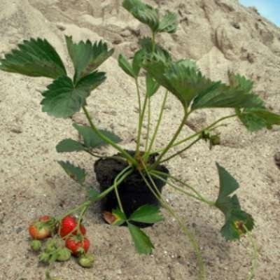 Fragaria 'Elsanta', Bosaardbei