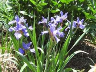 Iris siberica 'Blue Emperor', Iris