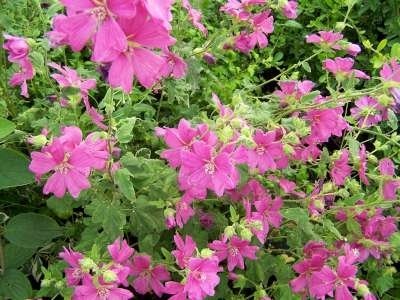 Lavatera 'Burgundy Wine'