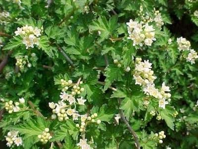 Stephanandra inc. 'Crispa' 1.5L, Kransspirea