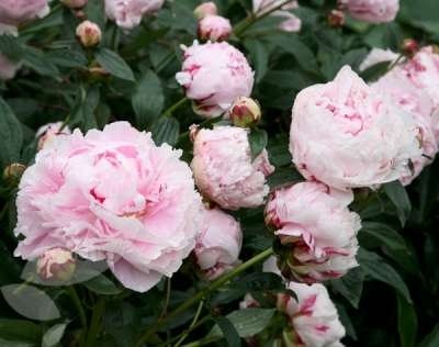 Paeonia 'Sarah Bernhardt', Pioen 3L