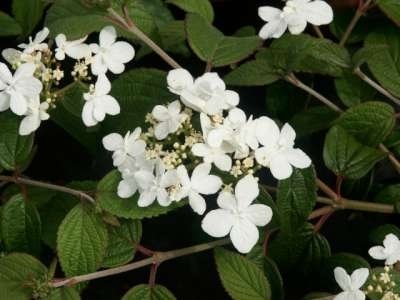 Viburnum plic. 'Watanabe', 100-125 43L, Sneeuwbal