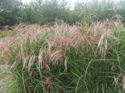 Miscanthus sinensis 'Graziella', Chinees riet