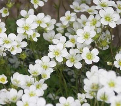 Saxifraga arendsii 'Schneeteppich', Steenbreek