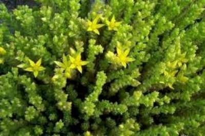 Sedum acre 'Elegans', vetkruid