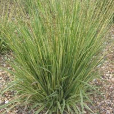 Molinia caerulea, Pijpestrootje