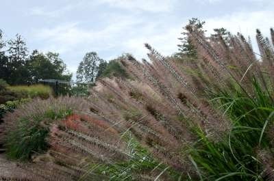 Pennisetum alopecuroides, 3 L pot Lampepoetsersgras