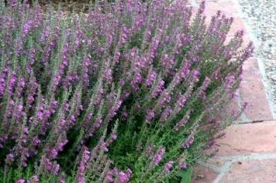 Teucrium chamaedrys, Gamander