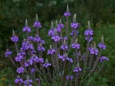 Verbena hastata, Ijzerhard