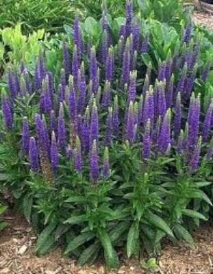 Veronica spicata, Ereprijs