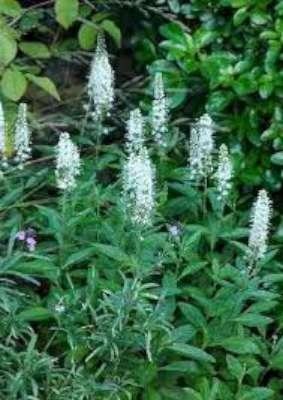 Veronica spicata 'Alba', Ereprijs