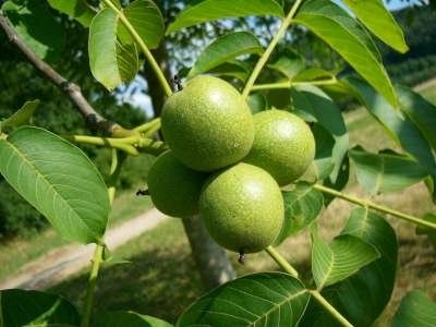 Juglans regia, Okkernoot, Walnoot HOOGSTAM