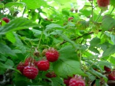 Rubus idaeus, Framboos