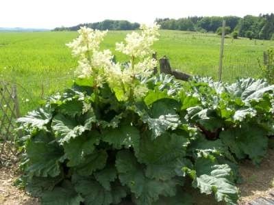 Rheum rhabarbarum, Rabarber,Pot 3 L