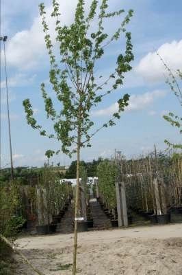 Bomen tuin goedkoop van de kwekerij