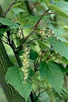 Acer rufinerve, 8/10 Pot, streepjesbastesdoorn