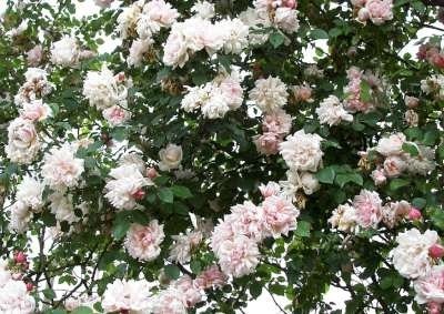 Rosa 'Albertine', (Liaanroos) Klimrozen