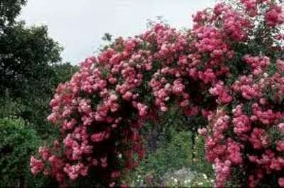 Rosa 'Dorothy Perkins', Klimrozen