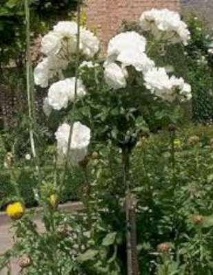 Rosa 'Schneewittchen', stam 90 cm, Stamrozen