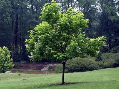 Catalpa bignonioides, 8/10 Blote wortel Trompetboom