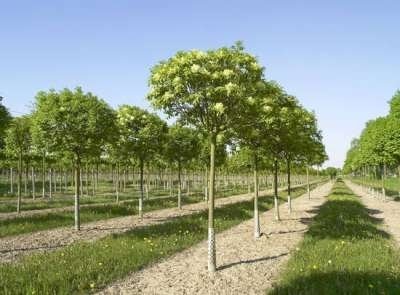 Fraxinus orn. 'Mecsek', 8/10 cm Blote wortel, Es