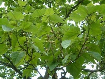 Paulownia tomentosa, 10/12 Blote wortel