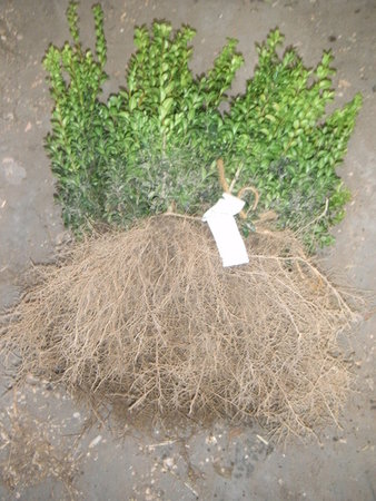 Buxus Sempervirens, Palmboom 20-30cm blote wortel