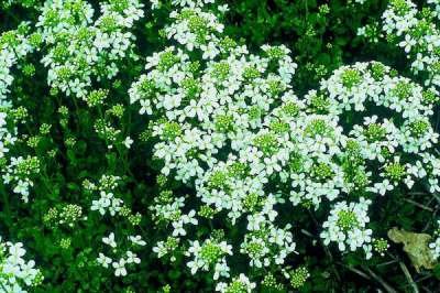 Arabis procurrens 'Glacier', Rijstebrij, Randjesbloem