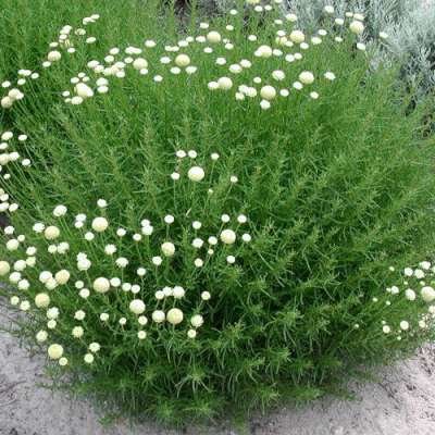 Santolina rosmarinifolia, Heiligenbloem