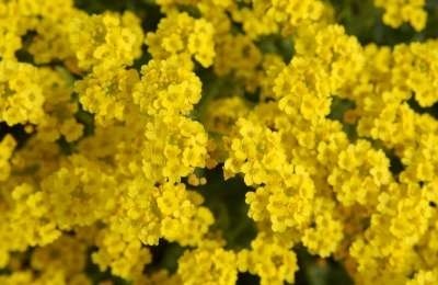 Alyssum saxatile 'Compactum', Schildzaad