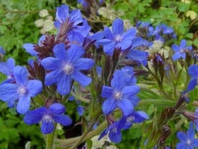Anchusa azura 'Dropmore'